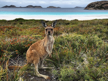 Famous photo of a Kangaroo - courtesy Tourism Australia